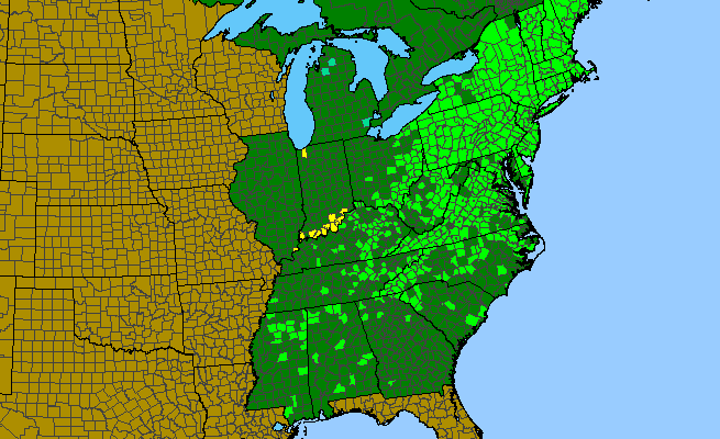 The range of Thalictrum pubescens